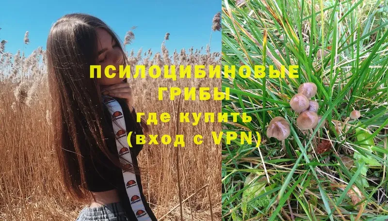 Галлюциногенные грибы Psilocybe  как найти закладки  Валдай 